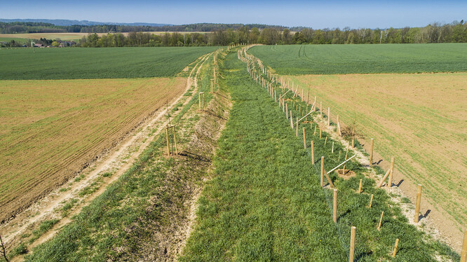 Pásy zeleně rozdělují velké lány polí zcelené kolektivizací. Měly by zmírňovat půdní erozi a zvyšovat vsak vody.