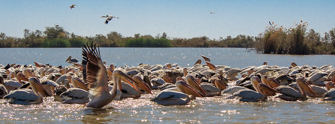 Ptačí rezervace Djoudj byla zřízena v roce 1971 a leží na ploše 16 000 hektarů na severu země u hranic s Mauritánií. V rezervaci se vyskytuje velký počet stěhovavých ptáků, pelikánů a plameňáků.