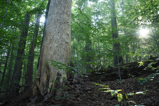 Dlouho stojící souš s typickými dutinkami od datlovitých ptáků. Dlouho stojící souš s typickými dutinkami od datlovitých ptáků.