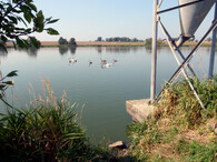 Dolnosedelský rybník