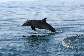 Škodolibé chování vědci pozorovali také u delfínů