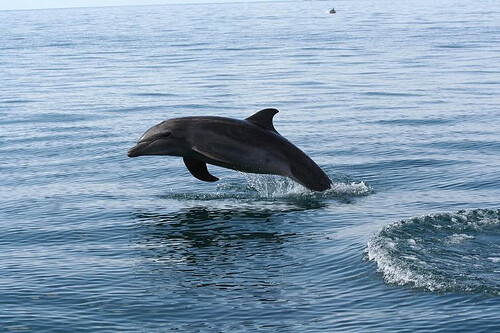 S letní sezónou místní úřady zahájily osvětovou kampaň, protože nebezpečí hrozí lidem, ale i samotnému delfínovi. Je to totiž chráněný druh. Ilustrační foto