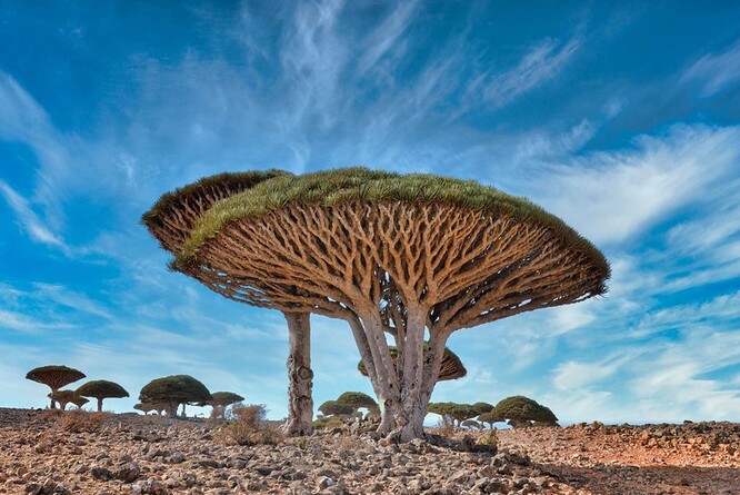 Dračinec rumělkový, strom z čeledi chřestovitých, je endemit ostrova Sokotra. Domorodci jej pro krvavou barvu jeho mízy a pryskyřice nazývají také „dračí strom“.