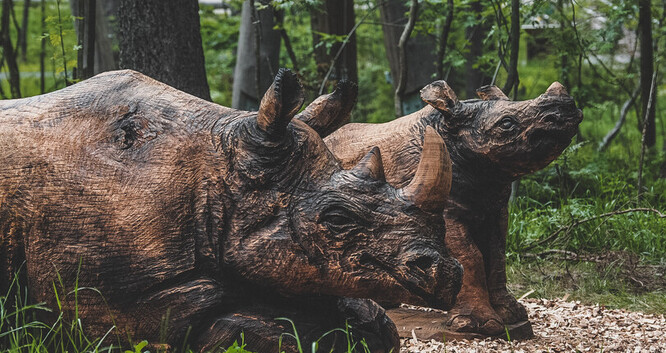 Nosorožce černého s mládětem, oba v životní velikosti, na zakázku dvorské zoo vyřezal motorovou pilou dřevosochař Martin Kučera z Nového Bydžova.