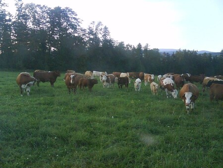 Jediná odchovna plemenných býků v Moravskoslezském kraji se nachází na zemědělské farmě Jana Hořáka v Janovicích, místní části Rýmařova na Bruntálsku.