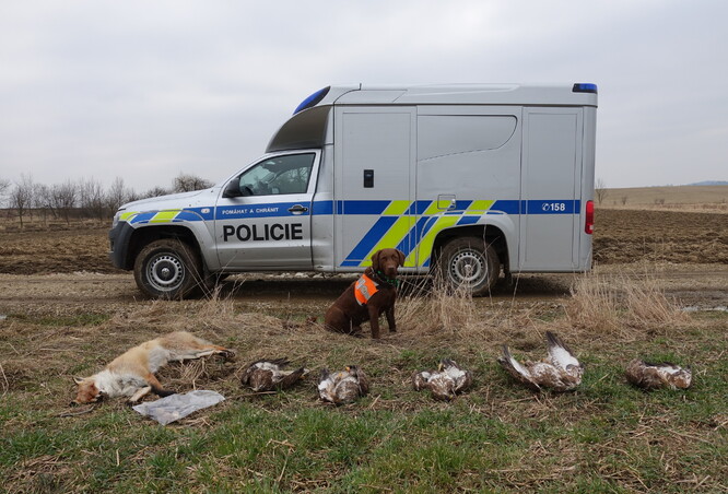 Na vyšetřování otrav volně žijících zvířat spolupracují ornitologové s Policií ČR.