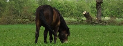 Foto: Michal Köpping / Česká krajina Foto: Michal Köpping / Česká krajina