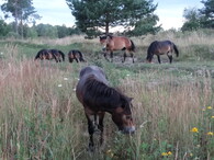 Pastva divokých koní ve Východních Čechách