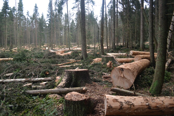 Rok 2011 v oblasti Ptačího potoka. V některých částech lesa blokádníci kácení stromů nezabránili.