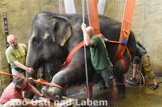 Veterinární lékaři operovali 25.7.2018 v ústecké zoologické zahradě samici slona indického.