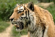 Tygr ussurijský
