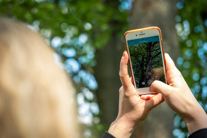 Aplikace Tree Check pomůže spočítat chladící efekt toho kterého stromu.