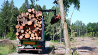 odvoz dřeva z lesa