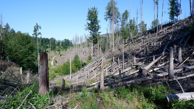 Dva roky intenzivního kácení postup kůrovce nezastavily, v roce 2020 správa parku od kácení ustoupila a ponechala oblasti kůrovcem sežraných mrtvých stromů svému přirozenému vývoji.