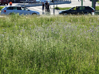 České Budějovice následují nový trend v péči o městskou zeleň a u některých městských trávníků snižují počet sečí. Krásně rozkvetlý trávník si mohou zájemci prohlédnout např. poblíž Výstaviště.