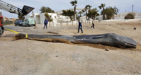 Velryby v řeckých vodách hynou kvůli spolykaným plastům.