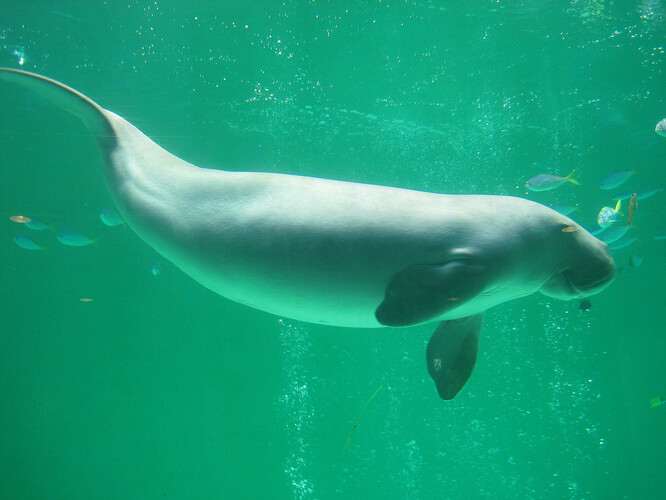Moroň indický, neboli dugong