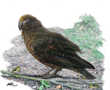 Mezinárodní vědecký tým na Novém Zélandu objevil nový druh pradávného obřího papouška, který měřil téměř metr a vážil až sedm kilogramů.