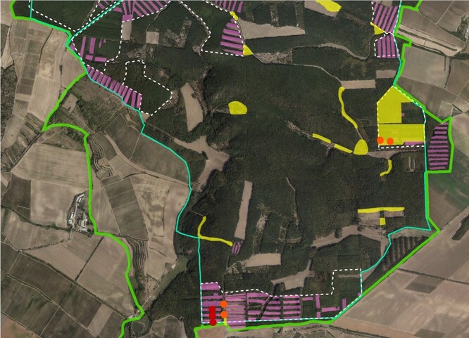 Obr. 1 Mapka výskytu jasoně dymnivkového v Milovickém lese v roce 2005 (žlutě), 2017 (oranžově) a 2019 (červeně). Před deseti lety tu jasoň patřil k nejběžnějším motýlům. Dnes žije na poslední pasece a brzy nejspíš zmizí úplně.Zelenou čarou hranice evropsky významné lokality Milovický les, modrozelenou hranice obory a bílou hranice bloků, v nichž se těží. Fialově vytěžené plochy.