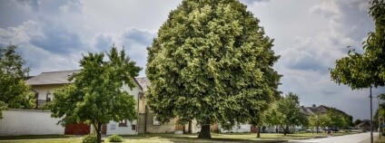 foto: Strom roku / Nadace partnerství foto: Strom roku / Nadace partnerství