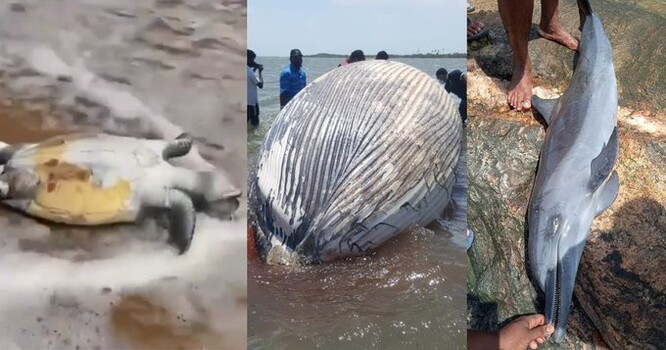 Těla uhynulých mořských živočichů se na srílanském pobřeží začala podle ekologů objevovat několik dní po začátku požáru.
