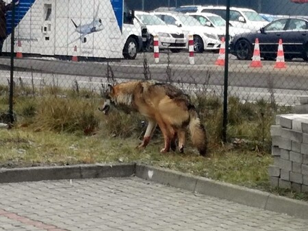 Vlci se před čtyřmi lety - poprvé po půlstoletí - objevili v Kampinoském národním parku u polské metropole. Na snímku zraněný vlk.