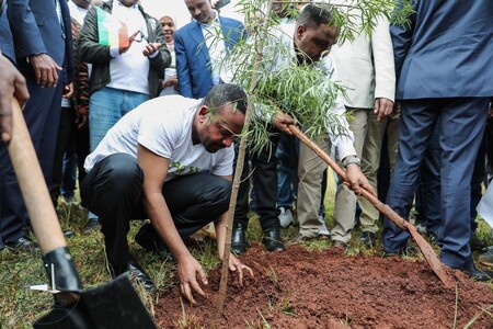 Ve snaze zvrátit následky odlesňování včera Etiopané vysadili přes 353 milionů mladých stromků.