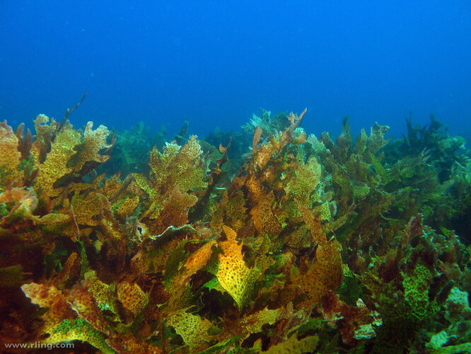 Ecklonia radiata na australském Velkém jižním útesu, se rozprostírají po mořském dně.