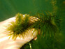 Morovinka douškolistá (Egeria densa) je invazní druh původem z akvárií. Zde v porovnání s rostlinami vodního moru.