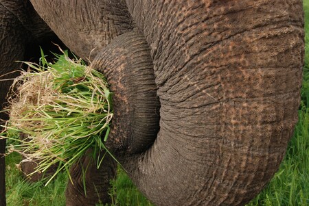 Nyní vědci zjistili, že jsou sloni zřejmě schopni rozpoznat množství jídla čistě na základě čichu. / Ilustrační foto