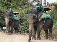 Sloni v Kambodži