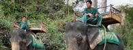 Sloni v Kambodži