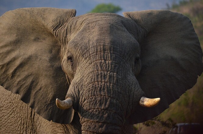 Slon, symbolem ochrany africké přírody.
