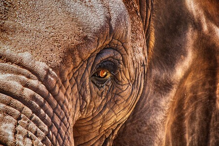 V národním parku Mana Pools na severu Zimbabwe ušlapal slon devětačtyřicetiletou turistku z Německa. / Ilustrační foto