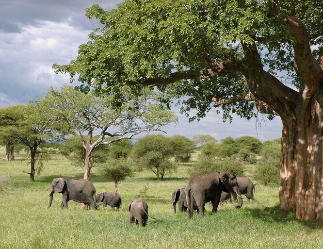 Menší zvířata se v Africe raději zdržují tam, kde sloni nebo žirafy k zastižení nejsou. Kdybychom se pokusili přenést slony do přírody Evropy, na sever Ameriky nebo Austrálie, dá se tedy očekávat, že svou masivní přítomností budou vytlačovat menší druhy býložravců.