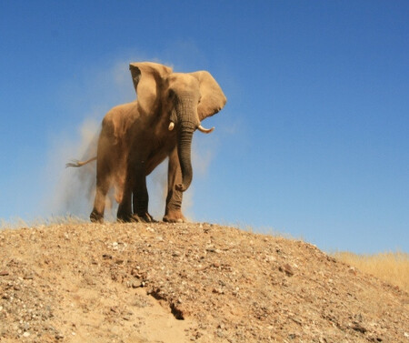 Namibie tímto způsobem řešila problémy se suchem i loni, kdy prodala až 1000 divokých zvířat, jimž hrozila smrt hladem.