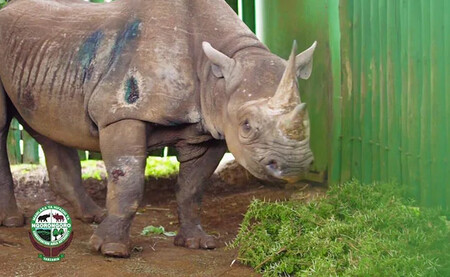 Ve věku 57 let zemřela samice nosorožce černého Fausta, jež byla považována za nejdéle žijící zástupkyni tohoto druhu.