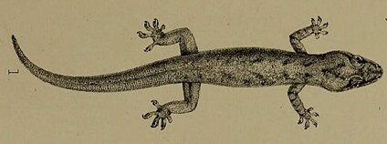 Vyhynulý ještěr Emoia nativitatis Foto: Biodiversity Heritage Library Flickr