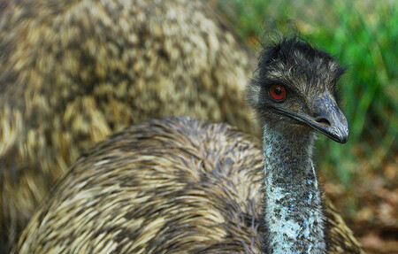 V těle uhynulého emu ze zoologické zahrady v Ueckermünde ve spolkové zemi Meklenbursko-Přední Pomořansko se nalezl kmen ptačí chřipky H5N8. Ilustrační snímek.