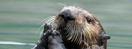 Vydra mořská Foto: Depositphotos Vydra mořská Foto: Depositphotos