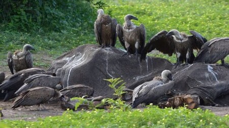 Na severovýchodě Botswany se otrávilo 537 vzácných supů a dva orli okroví.