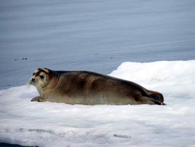Tuleni vousatí se v Kotzebueově zálivu, kde Iňupiaté žijí, objevují vždy na jaře, když migrují Čukotským mořem na sever.