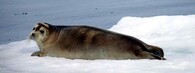 Tuleň vousatý
