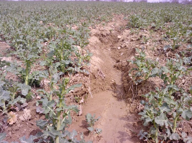 Ani ozimem chráněná půda erozi zcela nezabrání. Ani ozimem chráněná půda erozi zcela nezabrání.