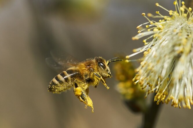Včelám ubývá dostupný nektar, vysazované rostliny ho mají méně.