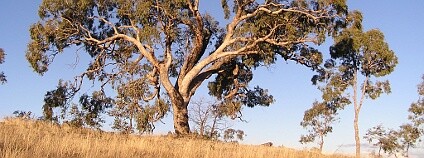 Eukalyptus Foto: Matilda Wikimedia Commons