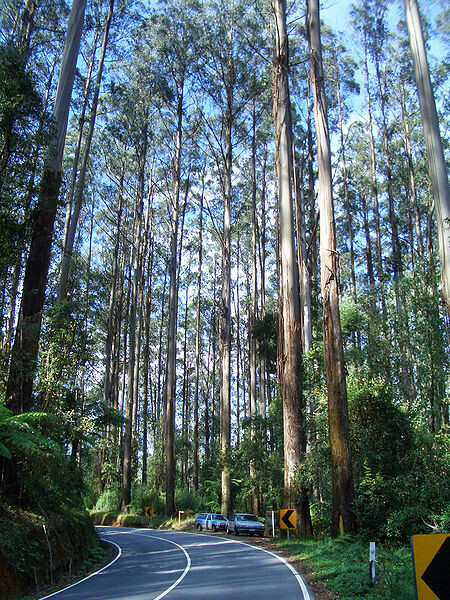 K eukalyptům patří nejvyšší stromy světa: jihoaustralský a tasmánský Eucalyptus regnans, dosahující až osmdesáti metrů výšky, je vskutku impozantní