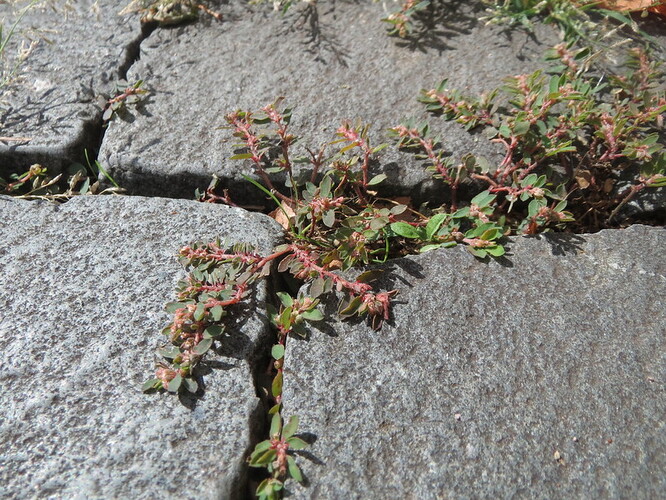 Pryšec skvrnitý. Ilustrační foto Pryšec skvrnitý. Ilustrační foto