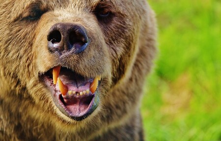 Medvěd v noci na neděli potrhal pět ovcí a poškodil včelín ve vsetínské části Horní Jasenka. / Ilustrační foto