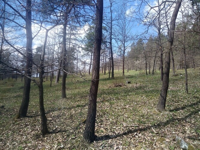Plocha v EVL Blanský les vybraná pro plánovanou lesní pastvu.